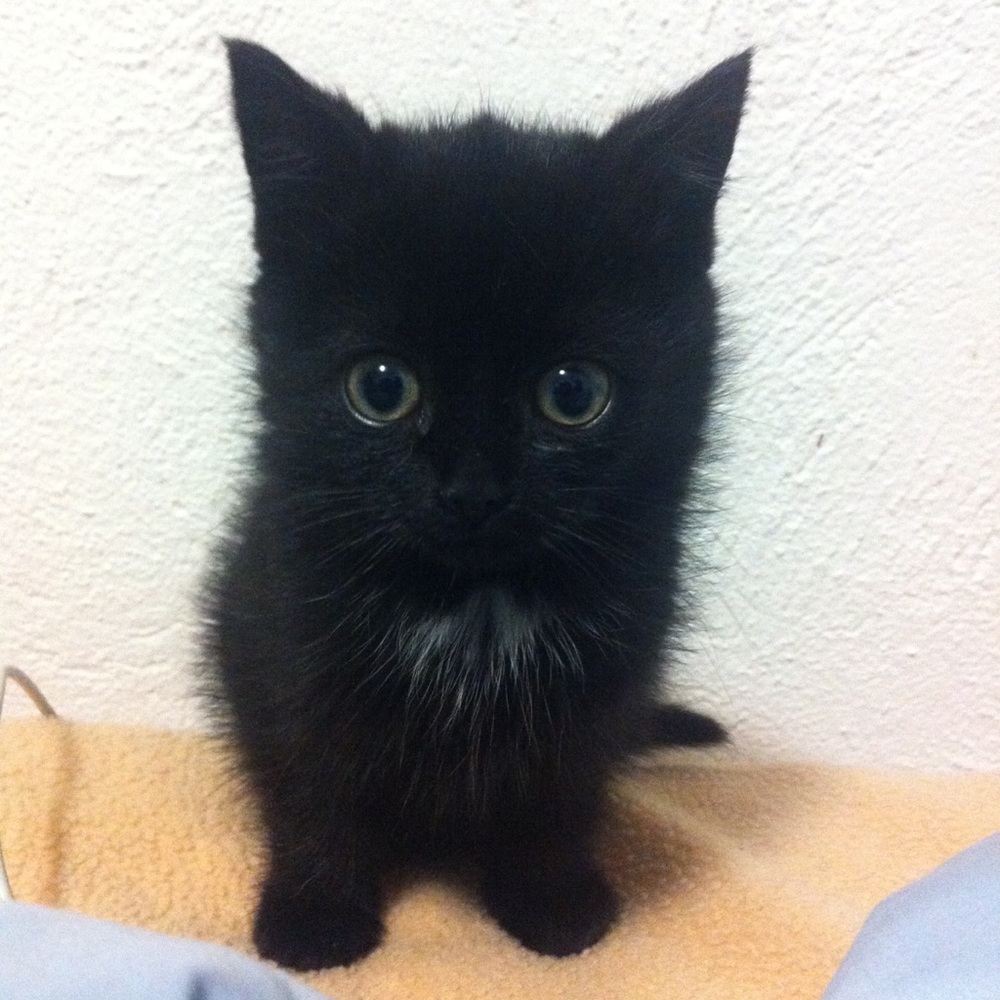 Meet your Posher, Kevin